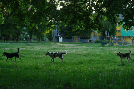 Wild stray dogs run on the sidewalk near the human institution.の写真素材