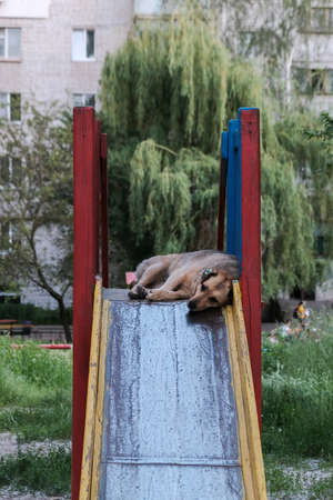 dog sleeps on slide in the playground at cloudy summer day.の写真素材