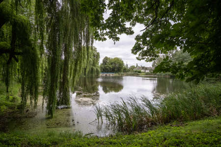 Willow near the river. Willow branches hang over the water. Calm picturesque landscape.の写真素材