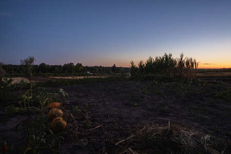 vegetable plants and tomato, pumpkin and lettuce plants at sunset garden.の写真素材
