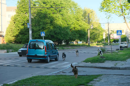 Car attacking stray mad dogs on the road.のeditorial素材