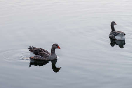 A covey of wild duck is in the river.の写真素材