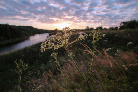 Yarrow in the rays of the setting sun closeup at river background.の写真素材