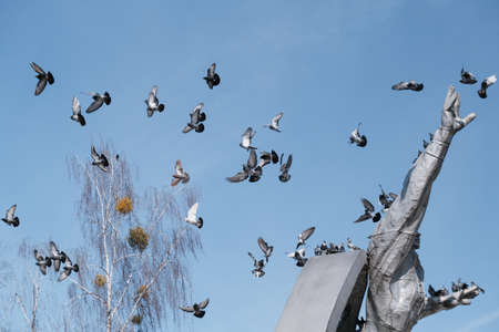 pigeons are flying over a historical monument.の写真素材