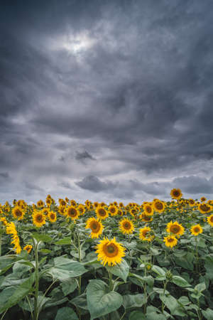 Sunflower field at the sunset dramatic sky.の写真素材