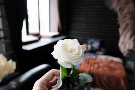 hand holding white rose on dark interior backgroundの写真素材