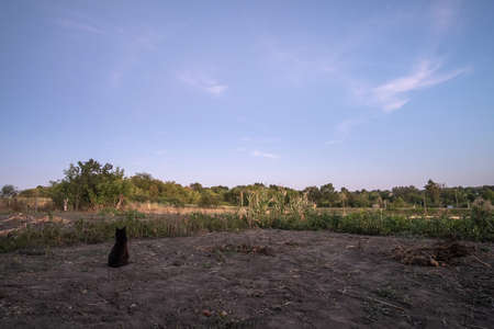Silhouette of cat at sunset. Cute cat on the road,sunset background,cat looking. Stray kitten looking at wonderful sunset.の写真素材