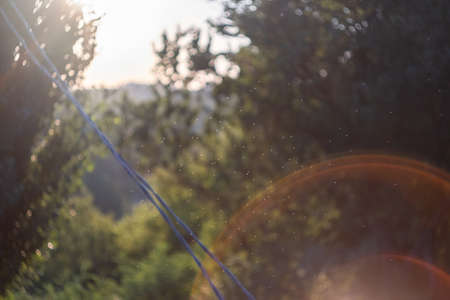 Sun flare at the garden in morning.の写真素材