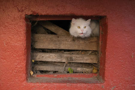 white frightened street cat hiding in the basement.の写真素材
