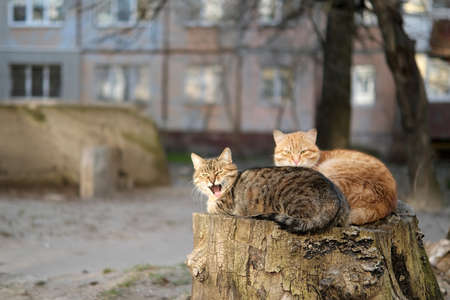 two cats sitting on a tree stump and yawning.の写真素材
