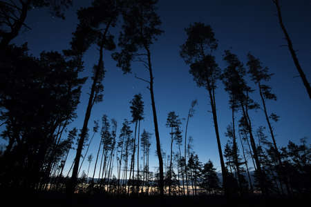 Tall fir trees at park in the evening.の写真素材