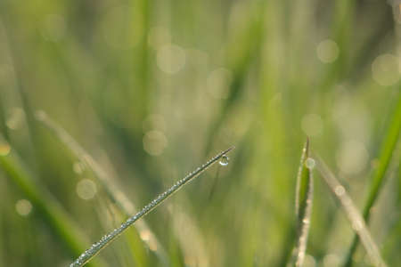 Group of green sprouts growing out with dew.の写真素材