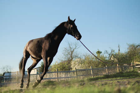 Dust under the horse hooves. Legs of a galloping horse. Training at rural field.の写真素材
