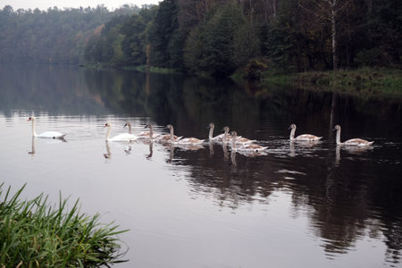 Ten swimming white swans in the river at autumnの写真素材