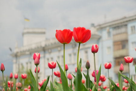 Two big red tulips in a city park at foreground. Beautiful tulip flower in the garden at summer day. Blurred background.の写真素材