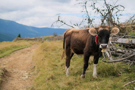 Brown milk cow in a meadow of grass and wildflowers on the road with the Alps in the background.の写真素材