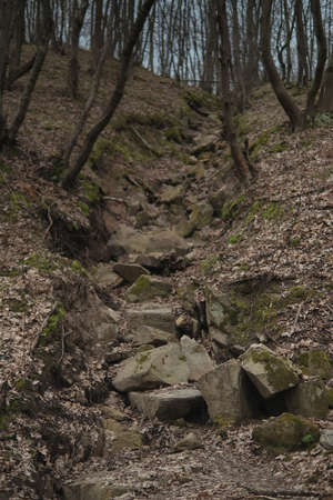 Pine forest on the slopes of a mountain. World of beauty.の写真素材