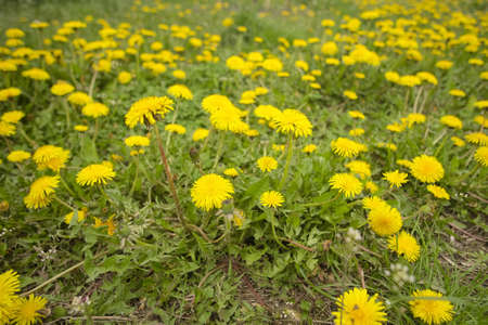 dandelions in the meadow at spring day.の写真素材