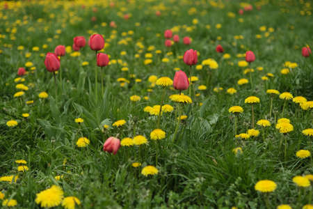 Green grass flowering wild field with dandelions and tulips. Natural green landscape plants, ecology and care for natureの写真素材