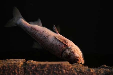 dead wild fish in polluted water in lake.