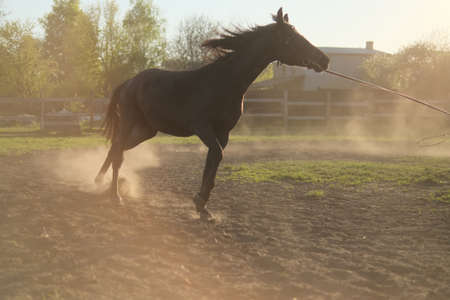 Dust under the horse hooves. Legs of a galloping horse. Training at rural field.の写真素材