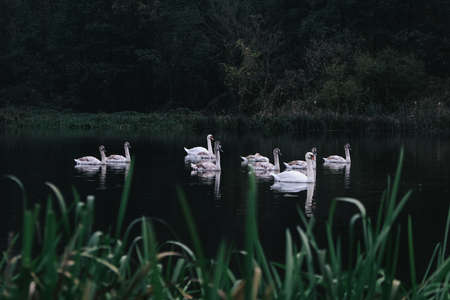 Ten swimming white swans in the river at autumn