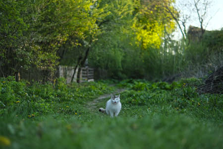 ferocious stray cat sneaking from the bushes, as it prepared to attackの写真素材