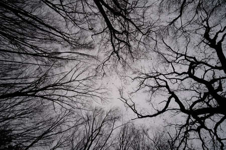 Old trees without leaves on the background of a beautiful cloudy sky.の写真素材