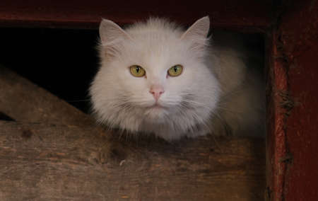 white frightened street cat hiding in the basement.の写真素材