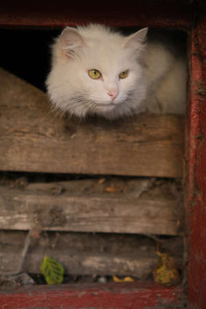 white frightened street cat hiding in the basement.の写真素材