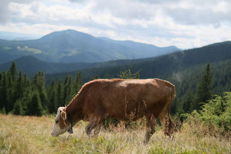 Brown milk cow in a meadow of grass and wildflowers on the road with the Alps in the background.の写真素材