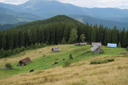 village near Carpathian landscape in the evening mountain with cows grazeの写真素材