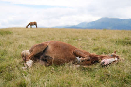 Horse lying down on a green grass of alpine meadow and a view of Carpathian mountains at backgroundの写真素材
