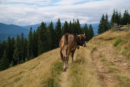 Brown milk cow in a meadow of grass and wildflowers on the road with the Alps in the background.の写真素材