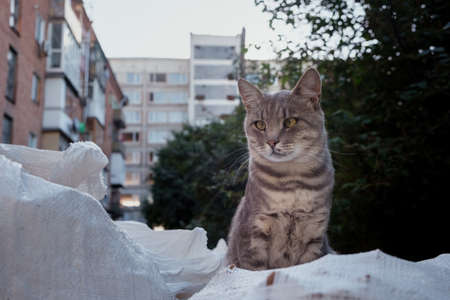 Stray street cats near the industrial zoneの写真素材