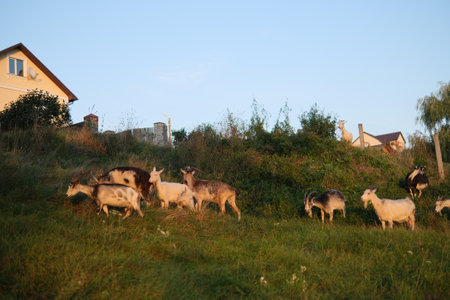 Sweet goats with funny beards on background of other goats grazing in countryside. Cute white goats standing in green meadow in calm sunny day on farmの写真素材