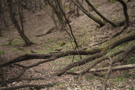 a fallen tree in the forest blocked the rural path.