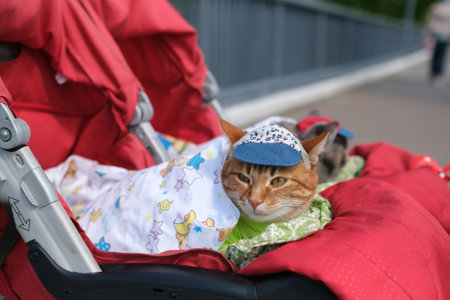 Cats in a stroller on a trip dressed in clothes. First social cat conceptの写真素材