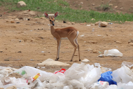 Majestic deer among plastic waste. Generative AI.の素材