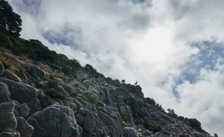 mountain goat in Juanar mountain