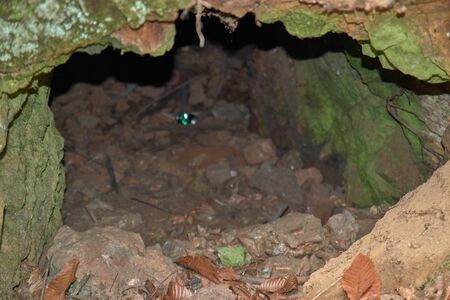 Cave in autumn with leaves
