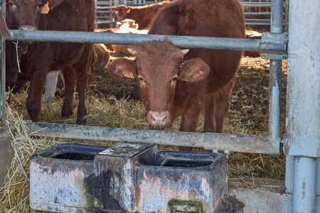 cow in fence in a farmの写真素材