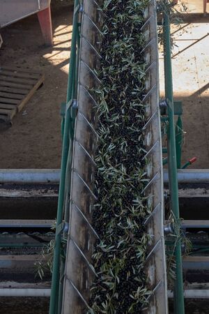 Spanish olive oil process factoryの写真素材