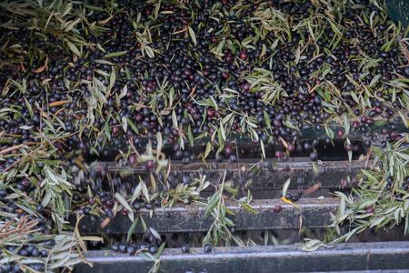 Spanish olive oil process factoryの写真素材