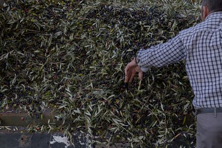 Spanish olive oil process factoryの写真素材