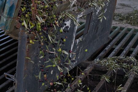 Spanish olive oil process factory
