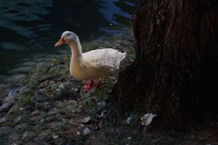 Duck in Marbella park at night in the middle of a lakeの写真素材