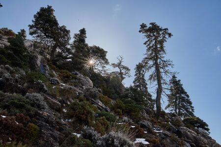 Pinsapo fir forest with snow, rocks and bright sun in Sierra de las Nieves Puerto de los Pilonesの写真素材