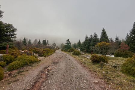 Pinsapo fir forest with snow, rocks and bright sun in Sierra de las Nieves Puerto de los Pilonesの写真素材