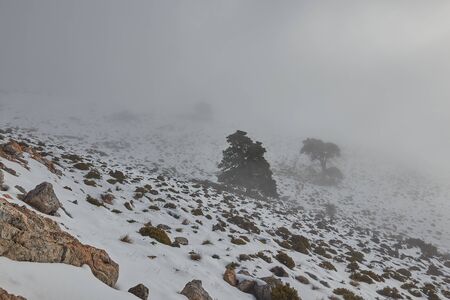 Oak tree forest with snow, fog, rocks and bright sun in Sierra de las Nieves Puerto de los Pilonesの写真素材